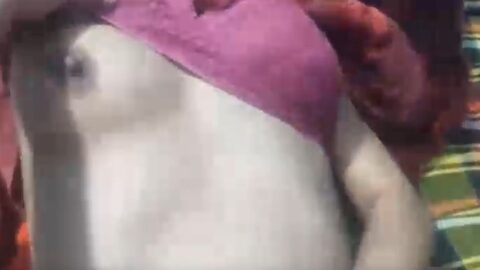 Bengali college girl Hot sex